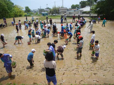 子どもたちの田植え体験