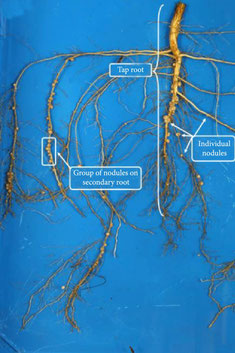 Root nodules on germination paper