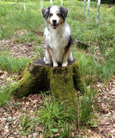 Ferien mit dem Hund Schweiz