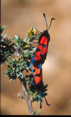 Z. alluaudi alluaudi (Moyen Atlas central) 