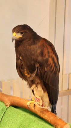 鷹、タカ、モモアカノスリ、ハリスホーク、鳥、動物の写真フリー素材 Hawk, Harris's hawk, bird, animal photo free material