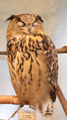 ベンガルワシミミズク、ミミズク、フクロウ、鳥、動物の写真フリー素材　Bengal Eagle Owl, Indian Eagle Owl, Owl, Bird, Animal Photos Free Material