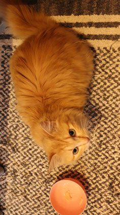 猫、ネコ、ねこ、雑種、ペット、動物の写真フリー素材 Cat, hybrid, pet, animal photo free material