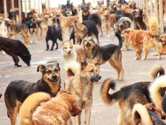 Hilfe für Straßenhunde in Russland