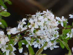 Bienen an der Arbeit.