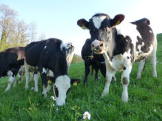 Weidegang der Rinder.