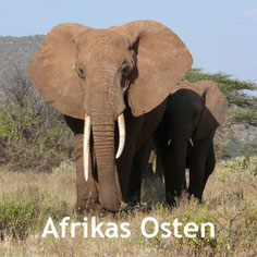 Wildbeobachtung - Kenia und Tansania Reisen  -Elefant