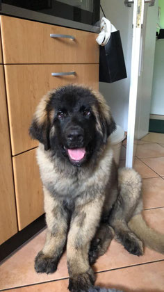 Guipetto, Leonberger 