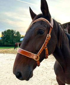 frontal anatomique cheval