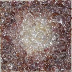 daluz collage coquillage anomia