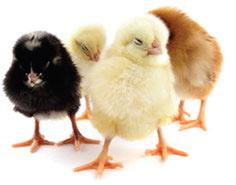 Care | Chickens By Design