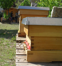 Am Flugloch herrscht reger Flugverkehr. Die Bienen tragen fleißig Pollen und Nektar ein und 