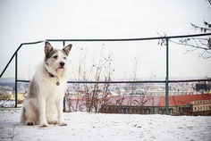 chien blanc et noir assis dans la neige par coach canin 16 éducateur canin en charente