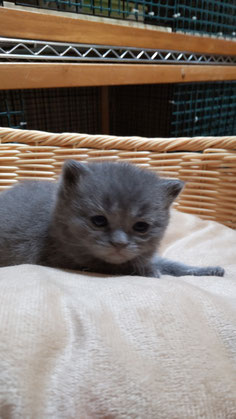 ねこごこち、ブリティッシュ、,可愛い、子猫、