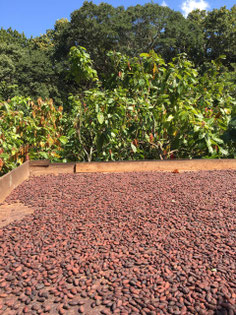 Boutique hostel in the area of Minca and Santa Marta
