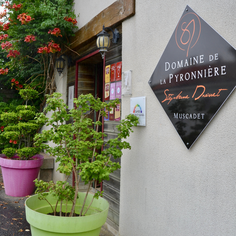 Domaine de la Pyronnière situé près de Clisson produit du muscadet, vin blanc de Loire,, vin blanc nantais. Les vignes sont en Sèvre et Loire dans les vignobles du Val de Loire. Idéal pour accompagner les moules et les crustacés, les plateaux de fruit mer