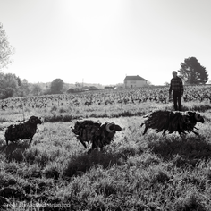 Domaine du Vieux Puits situé à Gorges vigneron de muscadet idéal pour les huitres, les fruits de mer, les poisson, les apéro et punch pour les mariages, vin d'honneur, repas de famille, séminaire, repas d'entreprise baptêmes et réunions de famille 