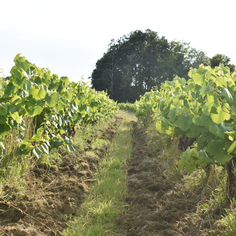 La Tour Gallus situé près de Clisson va produire en agriculture biologique du muscadet sur lie sèvre et Maine. Idéal en apéritif, avec des huitres, des poissons, les dégustation se font au caveau du vigneron sur rendez-vous pour vos mariages et fêtes