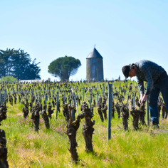 Domaine du Vieux Puits situé à Gorges, pour l'oeno-tourisme en val de Loire, en Loire Atlantique a obtenu la médaille d'or pour le muscadet à Nantes et la médaille d'or pour le mousseux au concours communal. De belles vignes aux portes de Nantes.