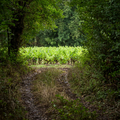 Domaine de la Tour Gallus exporte aux états-unis, canada, en Belgique et au japon son muscadet et ses vins blancs de grande qualité et des vins de garde comme le cru Gorges situé près du site du Hellfest près de la Sèvre Nantaise.