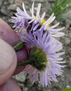 Asteraceae phyllaries