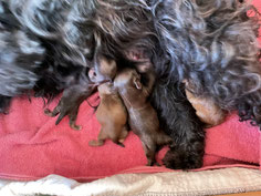 aktuelle Welpen, Bolonka Österreich, kleine Hunde