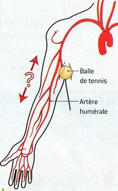 Les principales artères du bras? Source: Nathan SVT 2006.