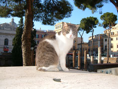 Кошачий приют в Риме