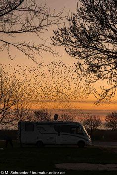 Wohnmobil Hafen Mortagne-sur-Gironde Stare Vogelschwarm Abendstimmung Abendrot