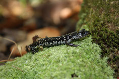 Plethodon glutinosa - the slimy salamander indeed