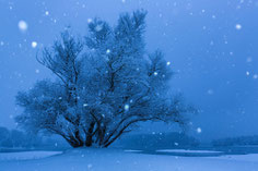 Sebastian Vogel, Kopfweide, Schnee