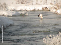 Immer öfter werden Weißstörche im Winter beobachtet