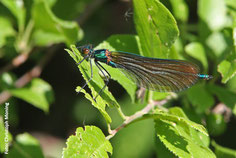 Die Blauflügelprachtlibelle benötigt kalte, nährstoffarme Fließgewässer