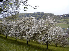 Streuobstwiese in der Blüte