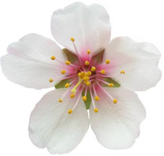Mandelblüte, Menora, siebenarmige Leuchter, Israel, Bibel, Exodus, Mose