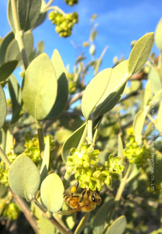 ♔ JOJOBA & BEES