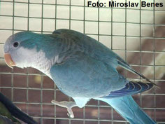 Blau   Myiopsitta monachus (Mönchsittich) 