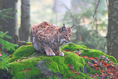 Ein Luchs auf Beutejagd - Foto: Ottfried Schreiter