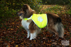 Promener chien chasse ; eduquer son chien ; eduquer un chien ; educateur canin ; comportementaliste canin ; accueillir chiot ; dresseur chien ; règlementation promenade en foret ; Doubs ; Baume les Dames ; Clerval