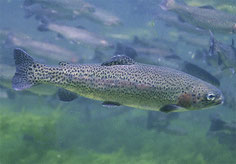 Die Regenbogenforelle, Oncorhynchus mykiss