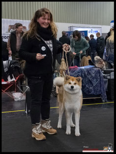 Japan Akita, Umeko of Kishi Ken, Hund, Ausstellung, Hundeausstellung, Zucht, Hundezucht, Gemeinschafts-Rassehunde Ausstellung Nürnberg, Japan Akita e.V. Alaskan Malamute Club e.V., Shiba Club Deutschland e.V.