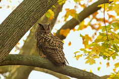 zum Vergrößern klicken!      Bild:  A-M.Kölbach        