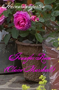 Rosen Hexenrosengarten Jennifer Rose Claire Marshall