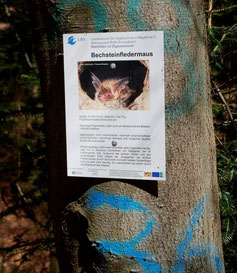 Infotafel zur Bechsteinfledermaus. Foto: B. Hirscheider