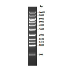 DNA Ladder (500-10000 bp)