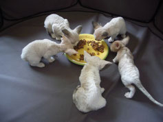 Repas de bouchées humides