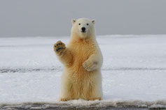 ours debout