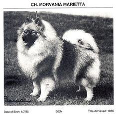 Keeshond Vintage Photo