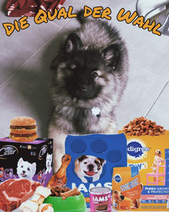 Feeding dog diet German Spitz