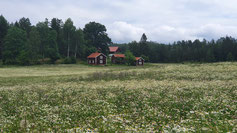 Ein einsames Anwesen vor prächtiger Blumenkulisse kurz vor Katrineholm.